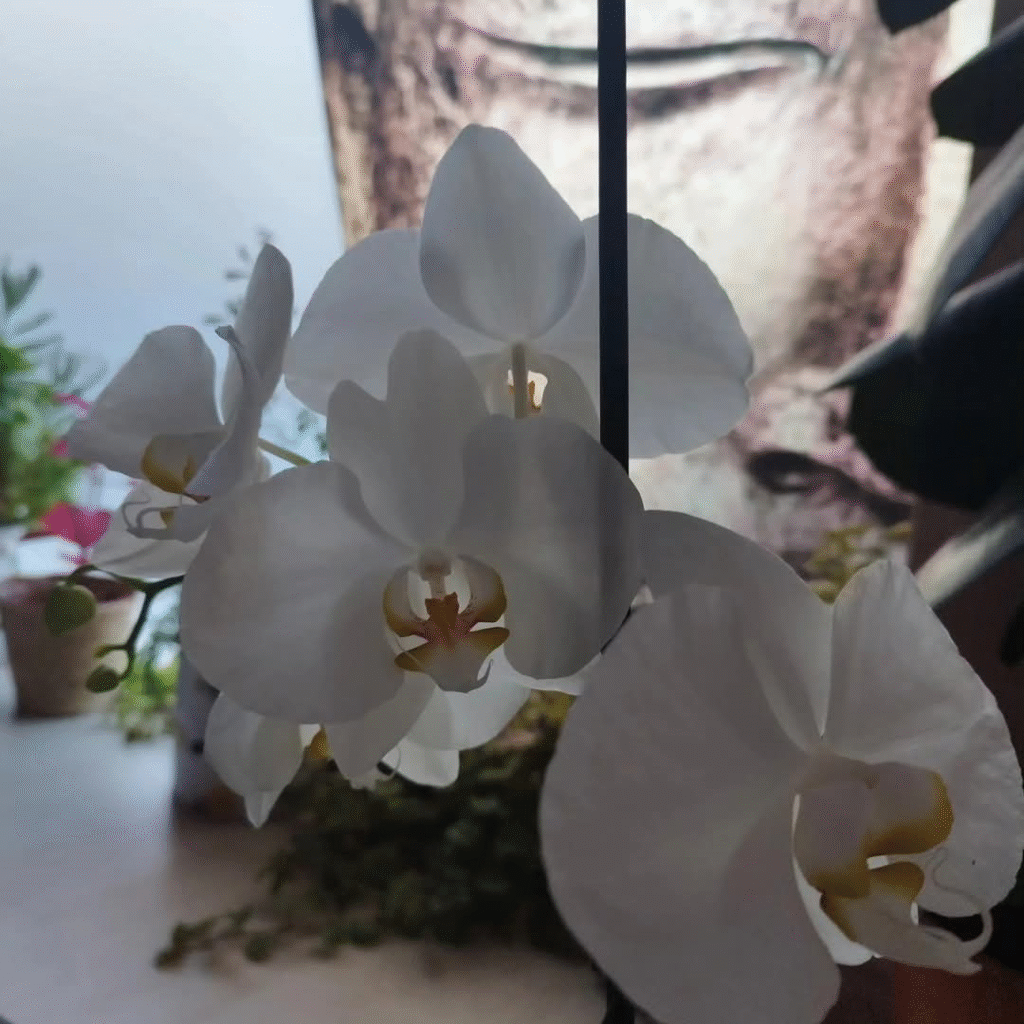 foto orquidea escuela cuadrada