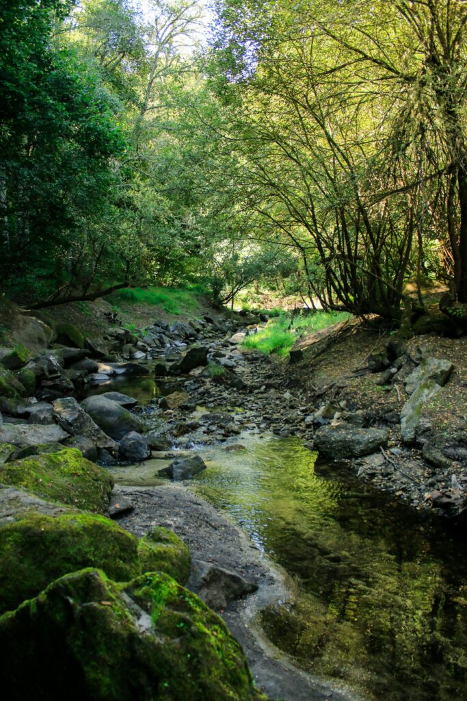 Tranquil forest stream surrounded by lush greenery and rocks in Galicia, Spain.